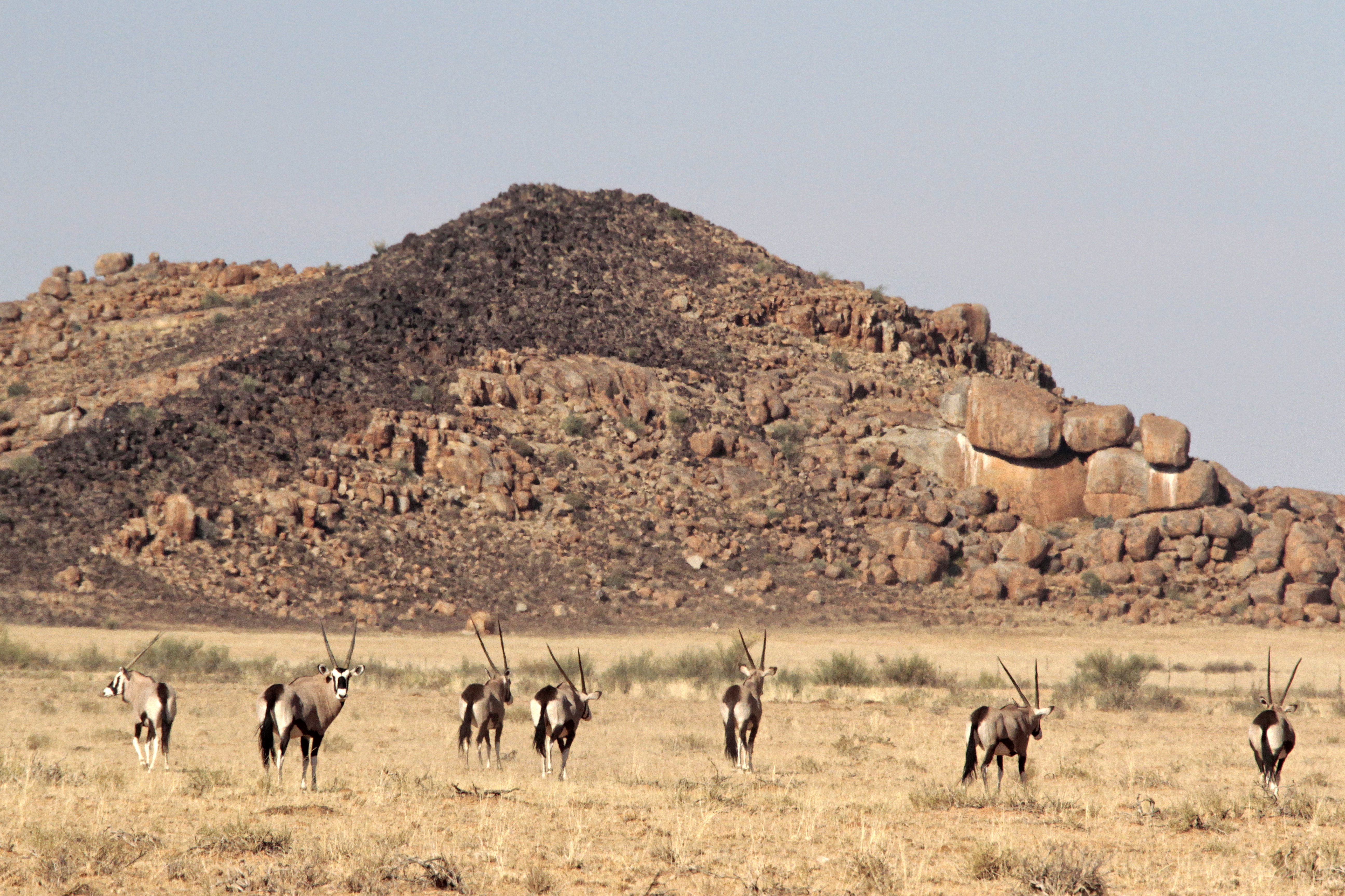 Oryx Herd in Gondwana Canyon Park, Namibia
